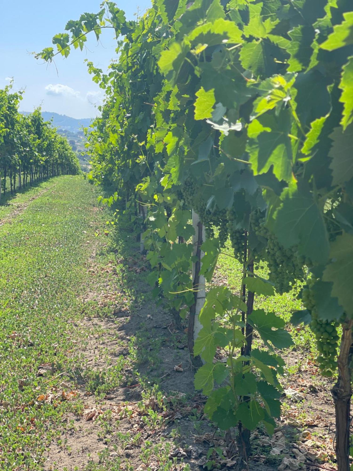 Azienda Agricola Ponterotto Mirabella Eclano Exterior photo