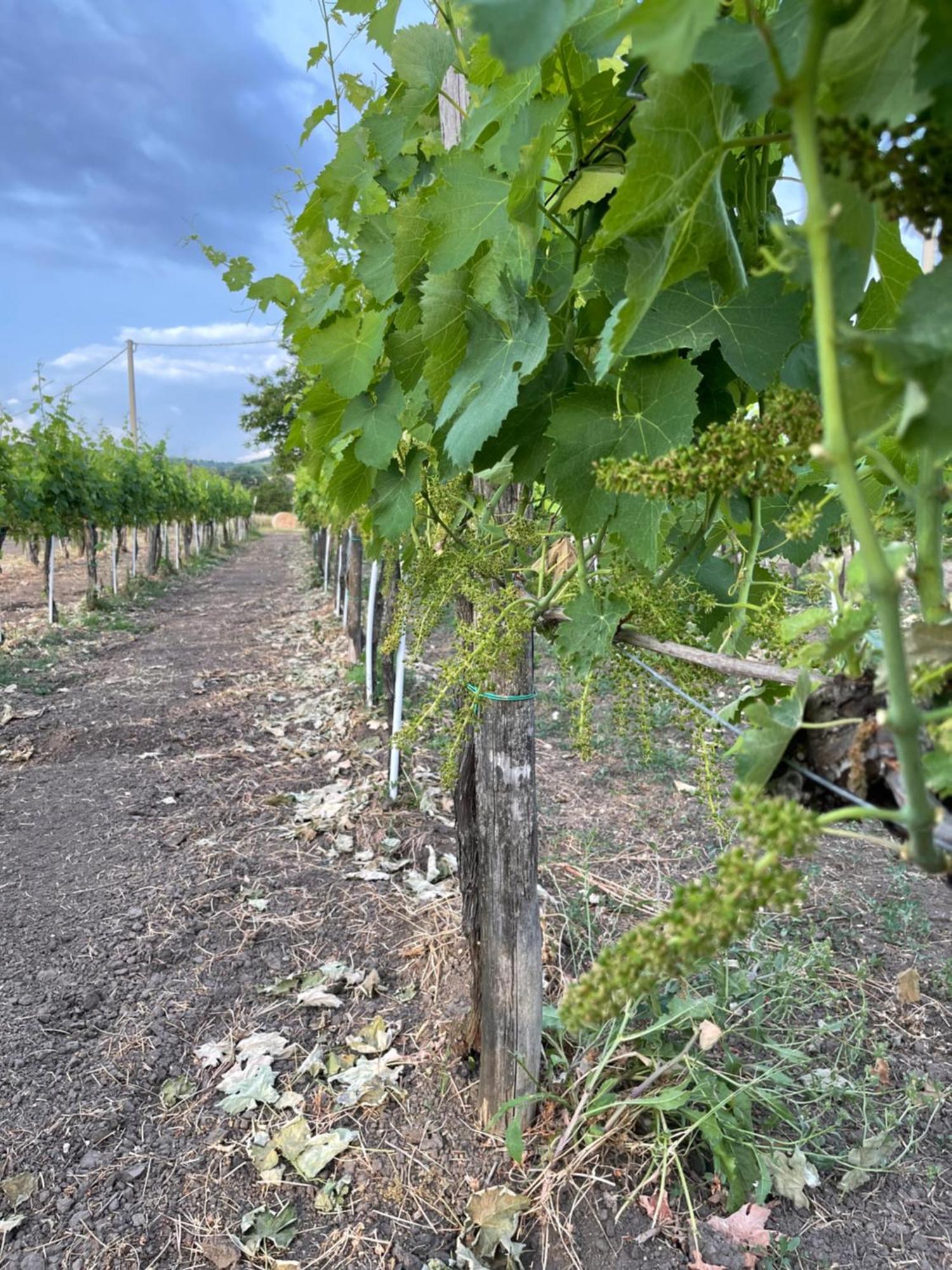 Azienda Agricola Ponterotto Mirabella Eclano Exterior photo
