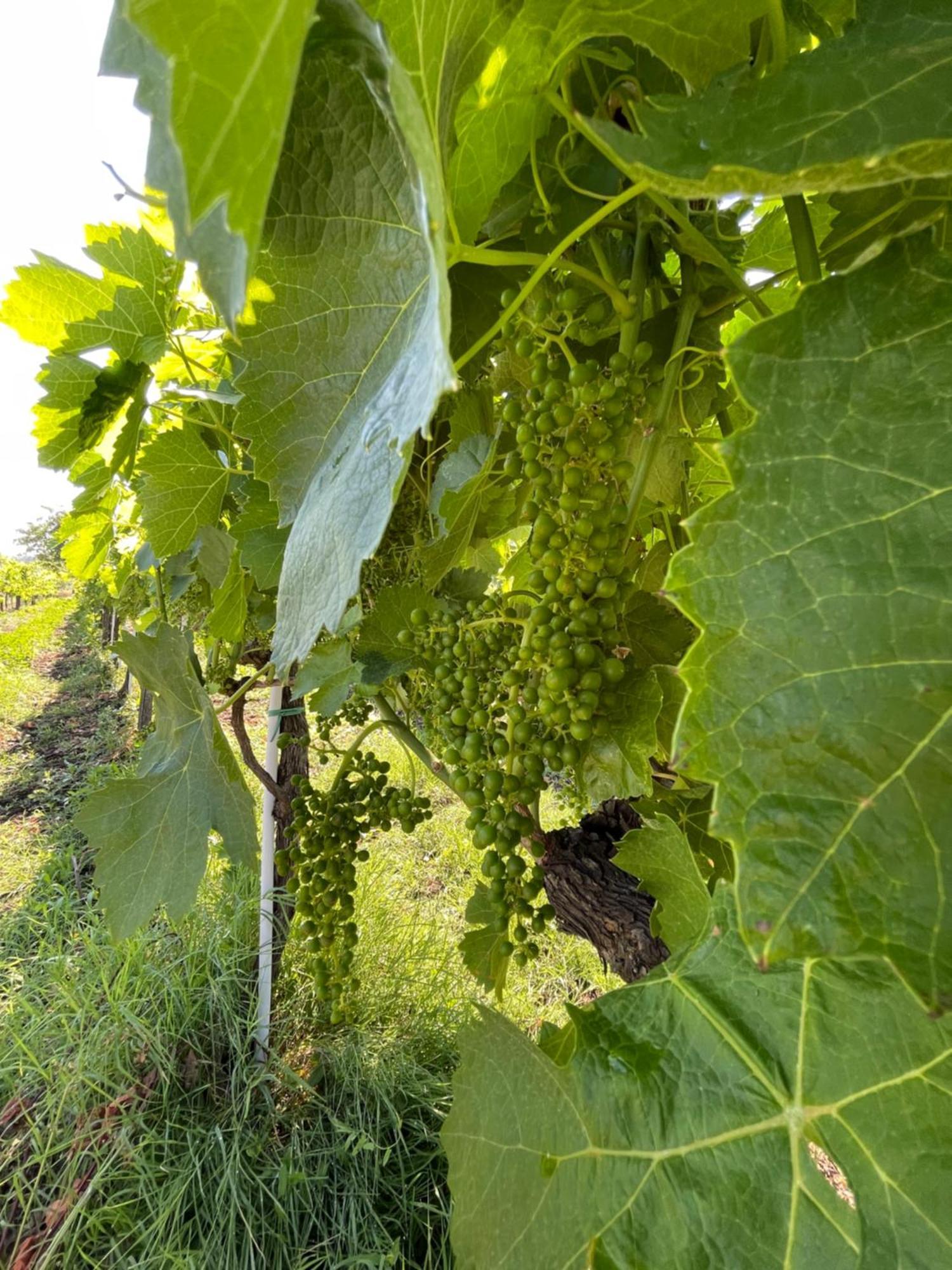 Azienda Agricola Ponterotto Mirabella Eclano Exterior photo