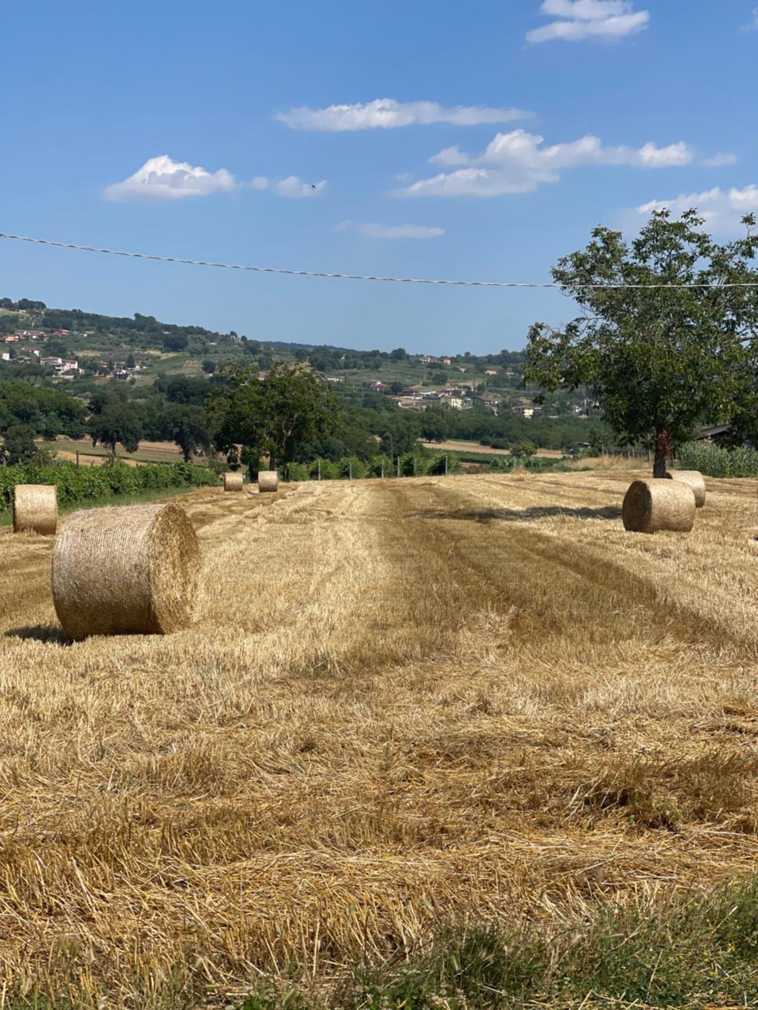 Azienda Agricola Ponterotto Mirabella Eclano Exterior photo