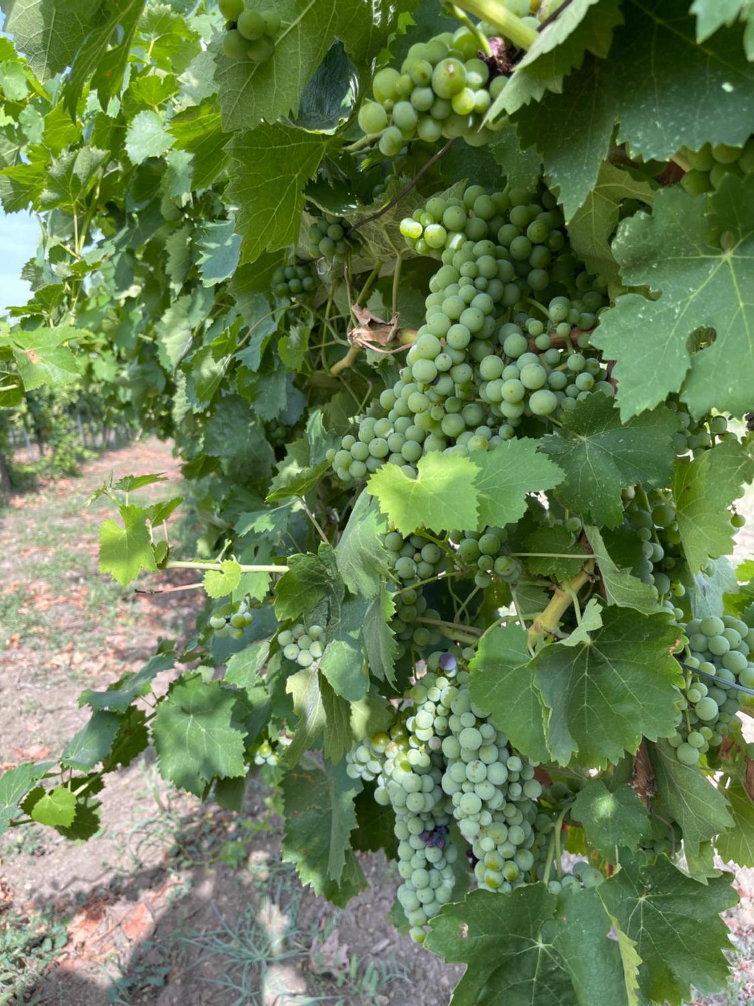 Azienda Agricola Ponterotto Mirabella Eclano Exterior photo