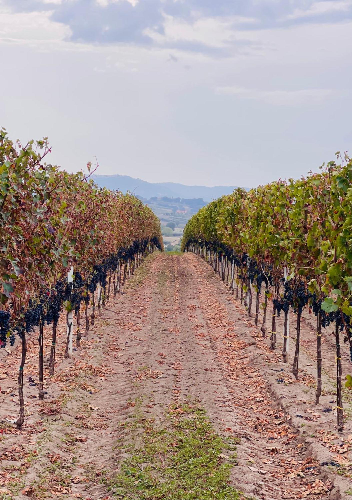 Azienda Agricola Ponterotto Mirabella Eclano Exterior photo