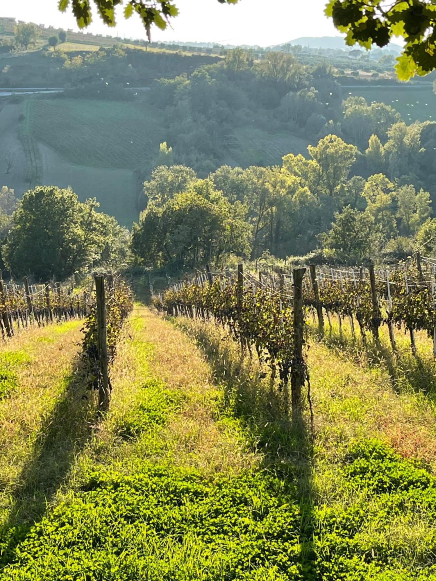 Azienda Agricola Ponterotto Mirabella Eclano Exterior photo