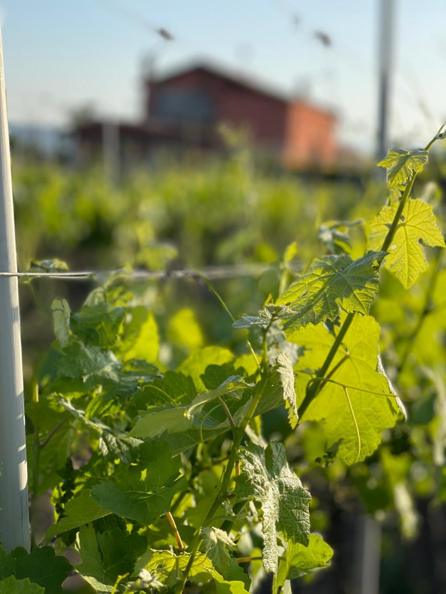Azienda Agricola Ponterotto Mirabella Eclano Exterior photo