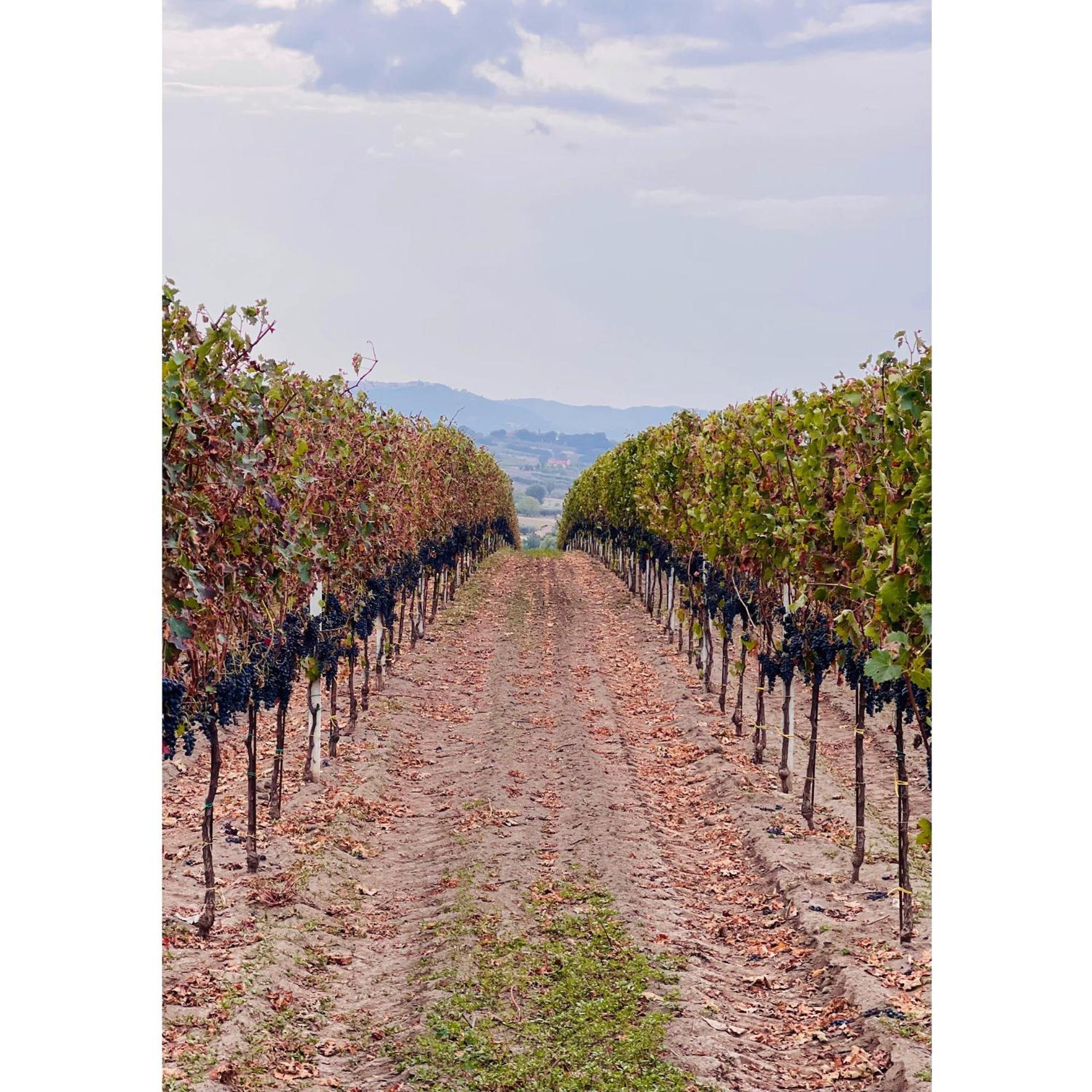 Azienda Agricola Ponterotto Mirabella Eclano Exterior photo